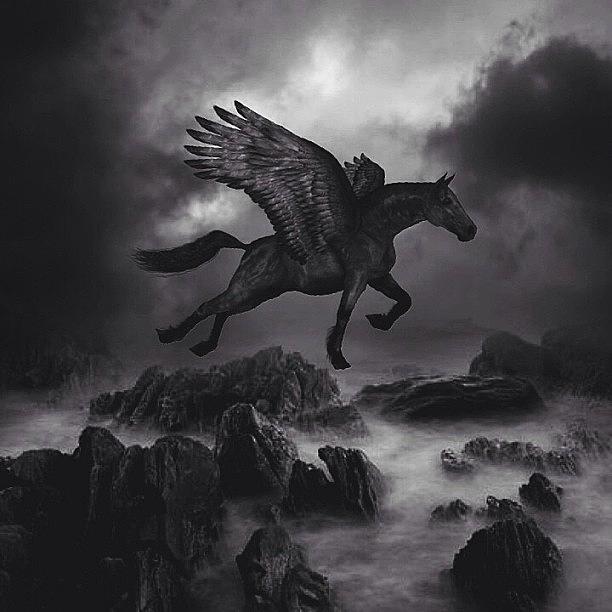// Dark Horse // Photograph by Usman Ali
