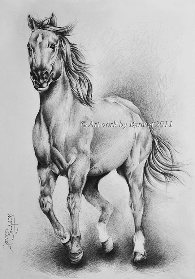 Das Pferd Drawing by Blanket Joanna - Fine Art America