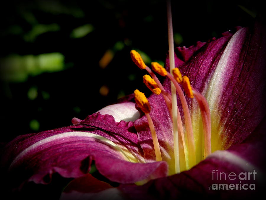  Day Lillies Photograph by Rabiah Seminole