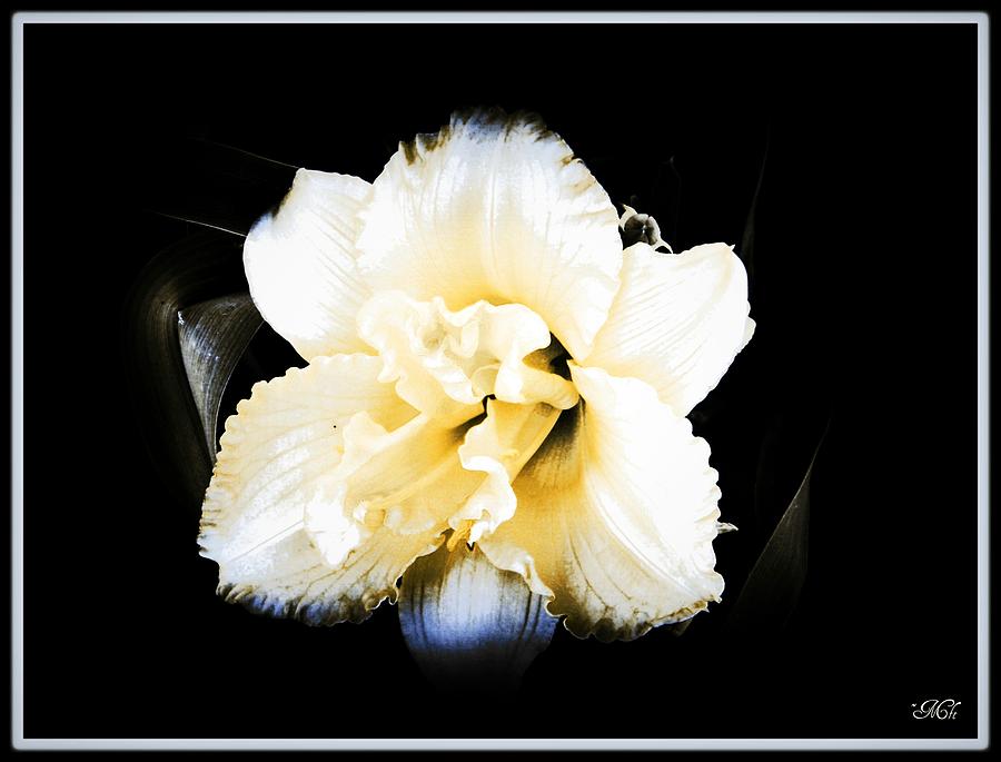  Daylily Photograph by Michelle Frizzell-Thompson