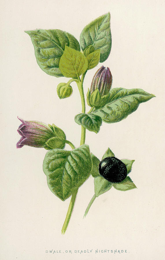 Deadly Nightshade Date 1891 Drawing by Mary Evans Picture Library