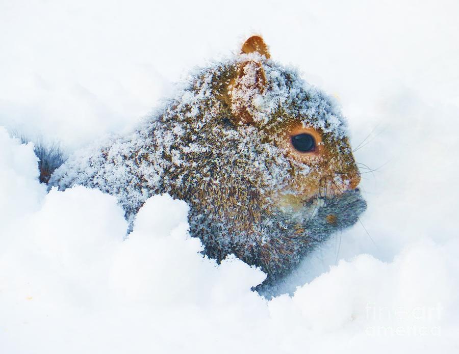  Deep Snow Squirrel Photograph by Judy Via-Wolff