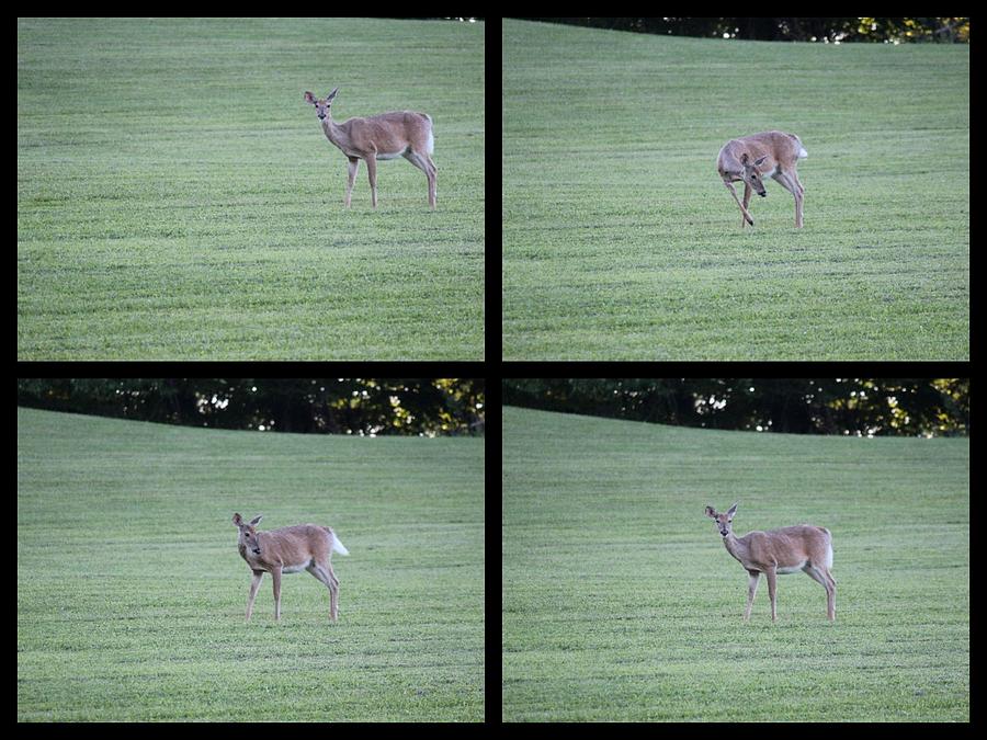 Deer In Nature Collage Photograph