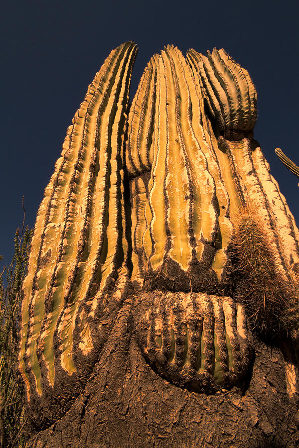 Desert Cactus 2 Photograph