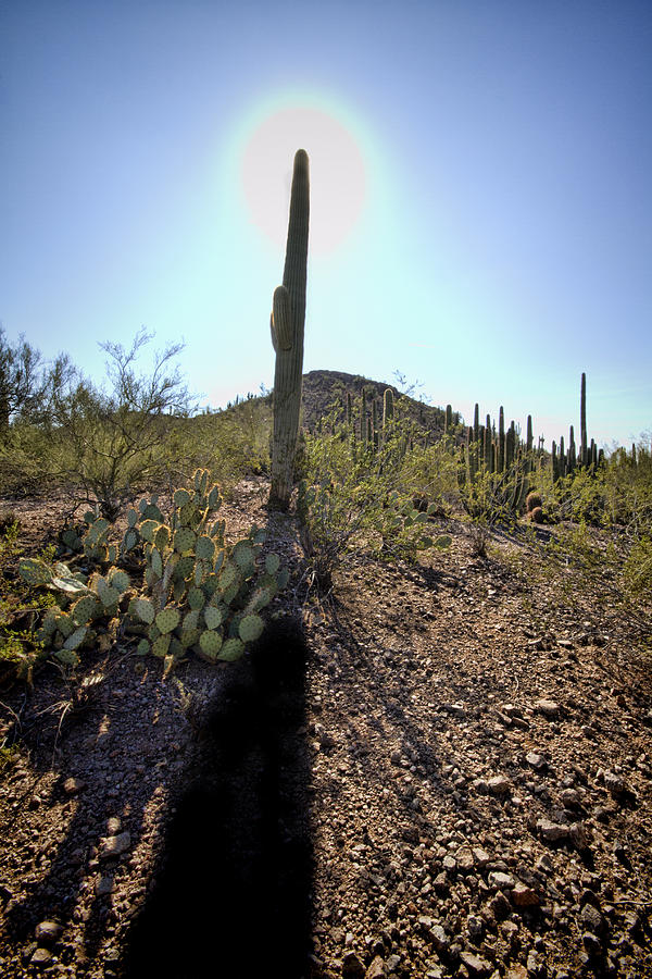 Desert Cactus 5 Photograph