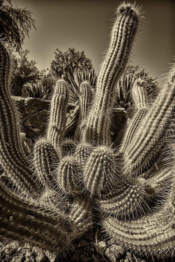Desert Cactus 6 Photograph