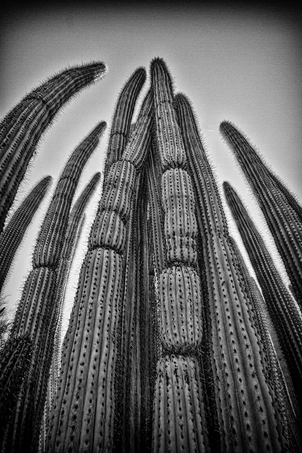 Desert Cactus 7 Photograph