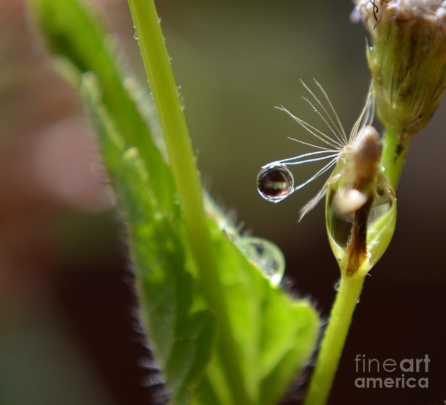  Dew Drop Photograph by Michelle Meenawong
