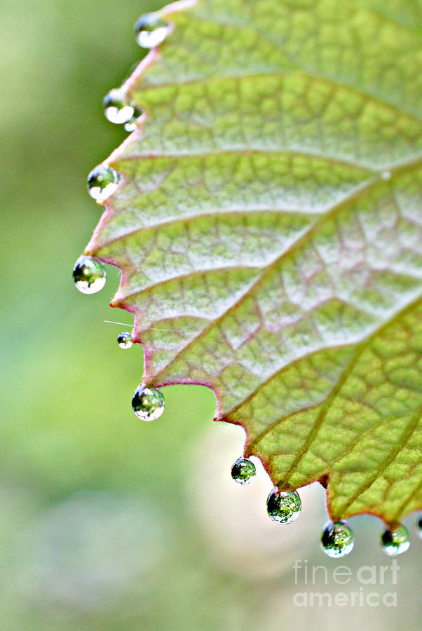  Dewy Grape Leaf Photograph by Lila Fisher-Wenzel