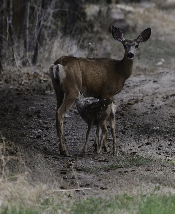 Mother Deer Photograph by Rae Ann  M Garrett