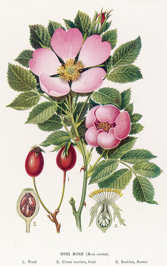 a dog rose meaning