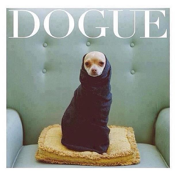 Vogue Photograph - ðŸ˜‚ðŸ˜‚ðŸ˜‚ðŸ˜‚ #dogue #vogue by Matheo Montes
