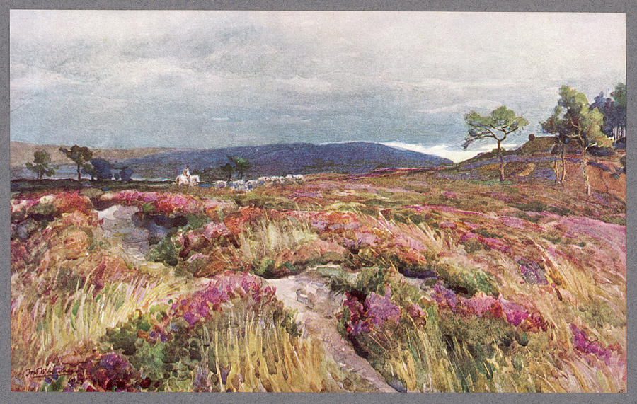 Dorset Scenery Heath At Lytchett Drawing by Mary Evans Picture Library ...