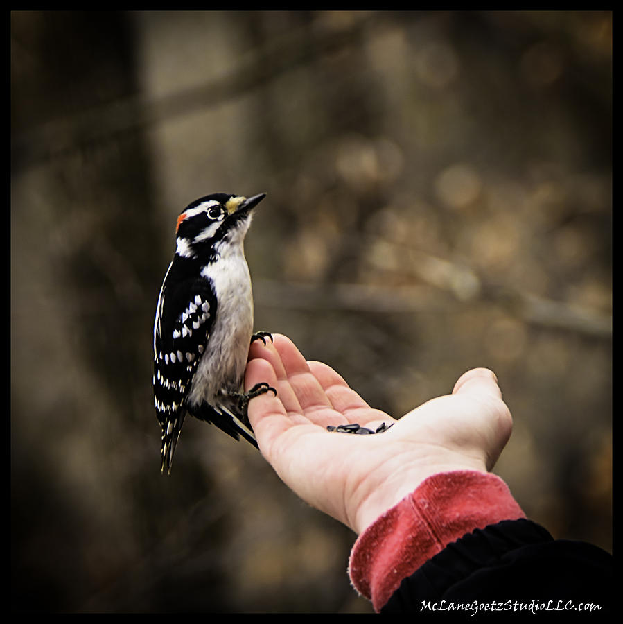 City Photograph -  Downy Woodpecker in hand by LeeAnn McLaneGoetz McLaneGoetzStudioLLCcom