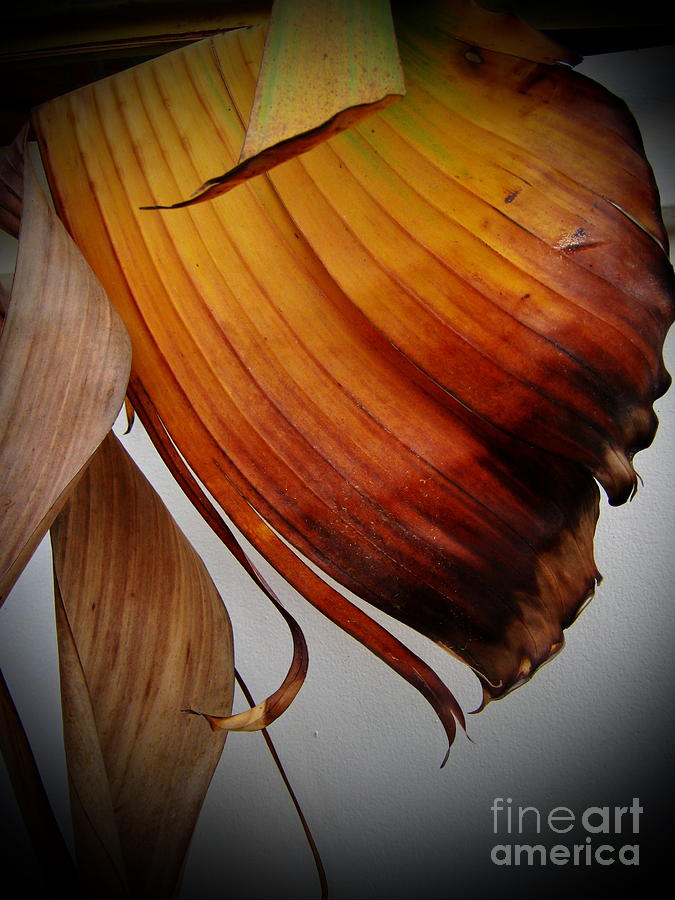  Dried Leaves Photograph by Michelle Meenawong