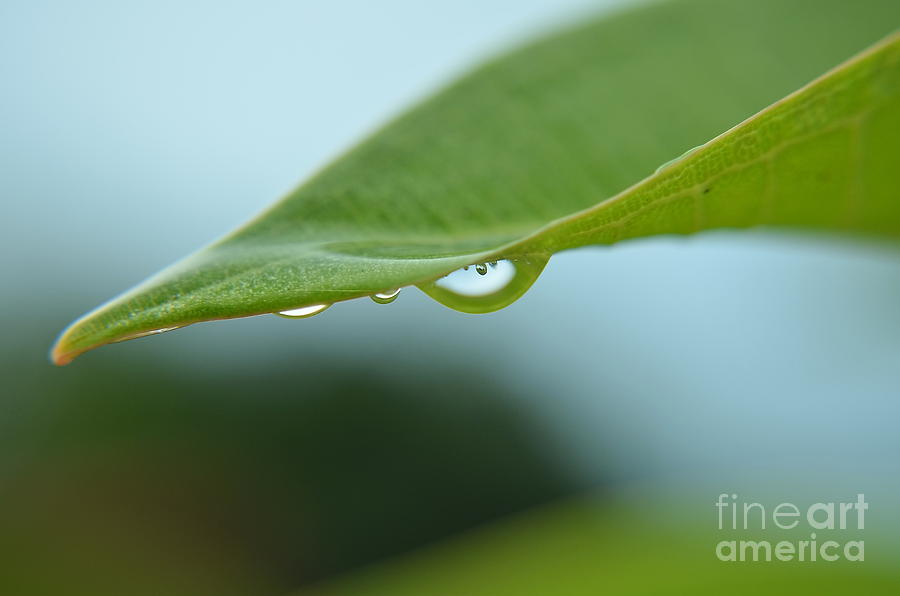  Drop On Leaf Photograph by Michelle Meenawong