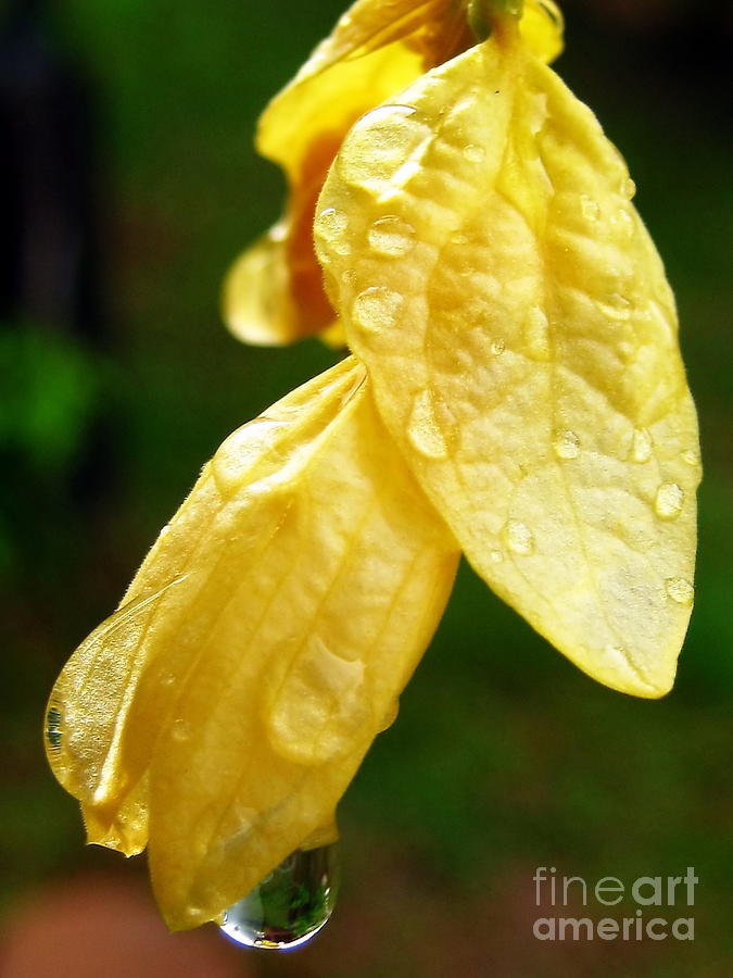  Drop On Yellow Flower Photograph by Michelle Meenawong