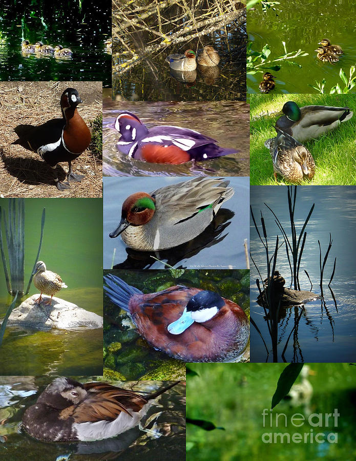  Ducks Collage Photograph by Susan Garren