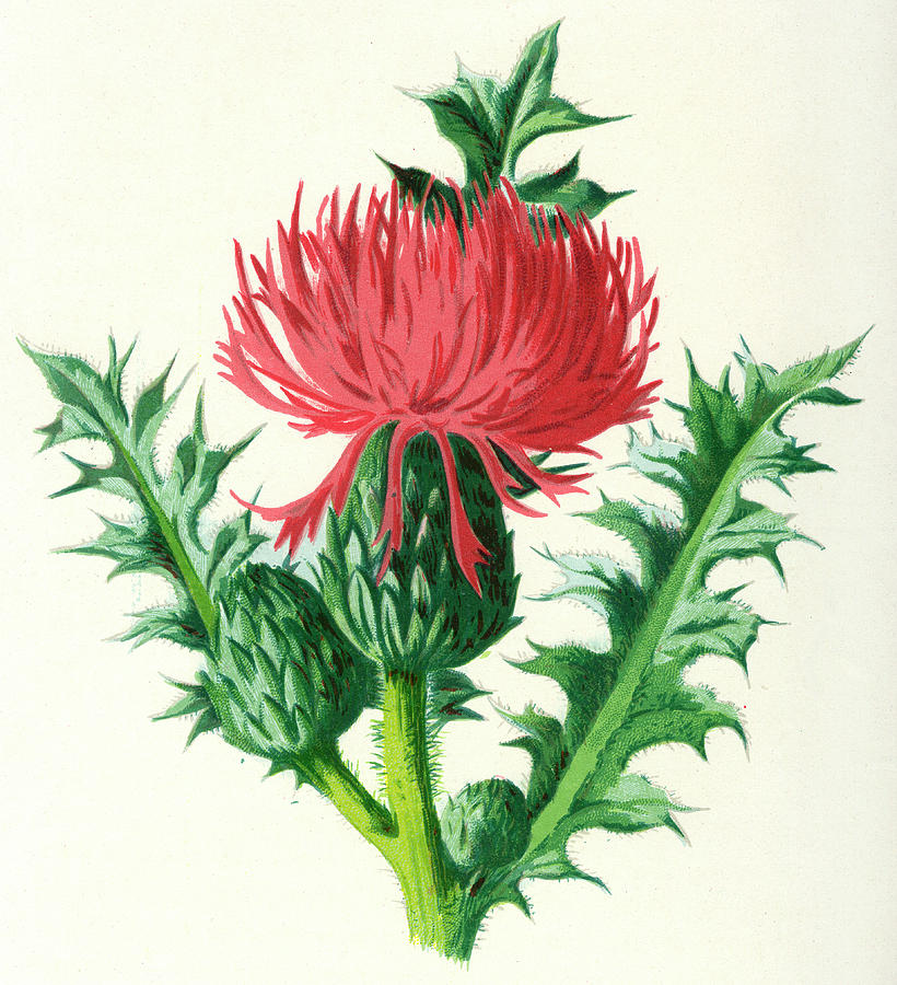 Dwarf Thistle Date 1894 Drawing by Mary Evans Picture Library - Pixels