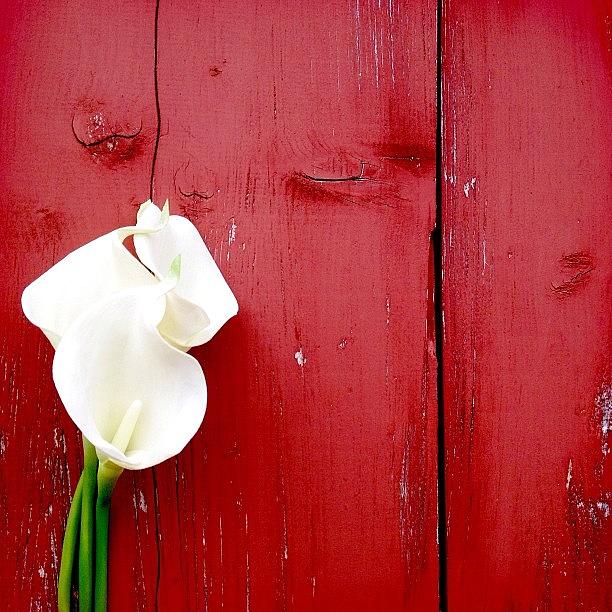 * Easter {calla} Lilies & A Red Barn Photograph by Vanessa Ray