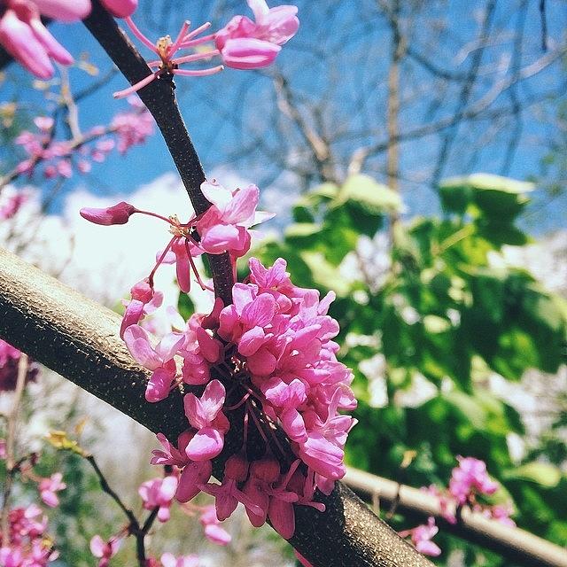 Columbus Photograph - • Eastern Redbud by Jayna Wallace