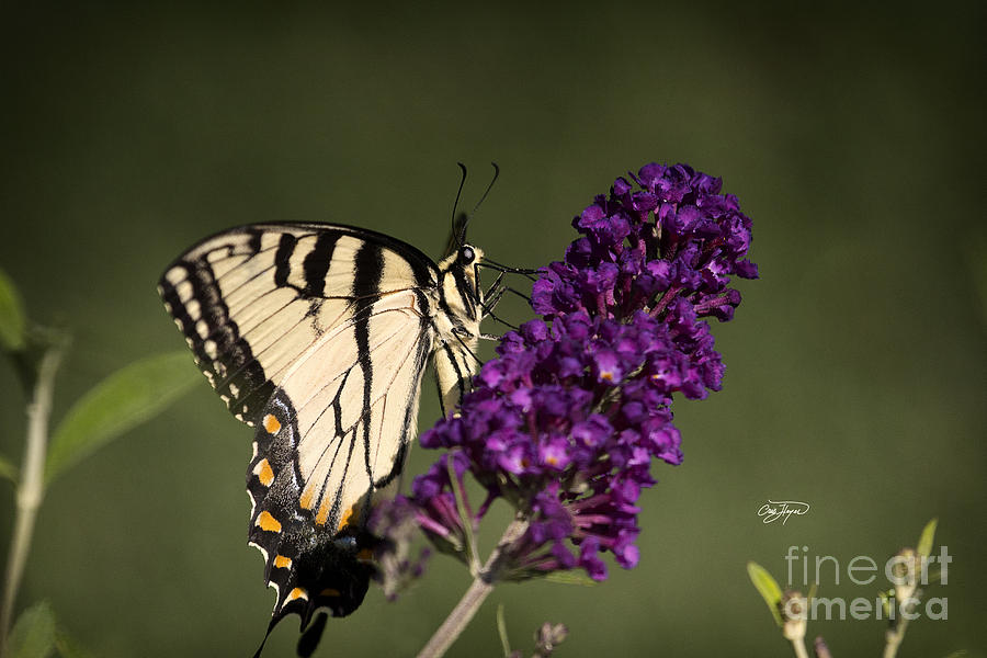 Eastern Tiger Swallowtail Series Photograph