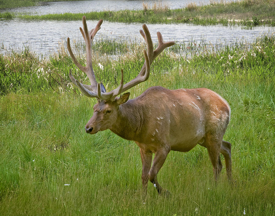  Elk at Pond Edge Photograph by David and Carol Kelly