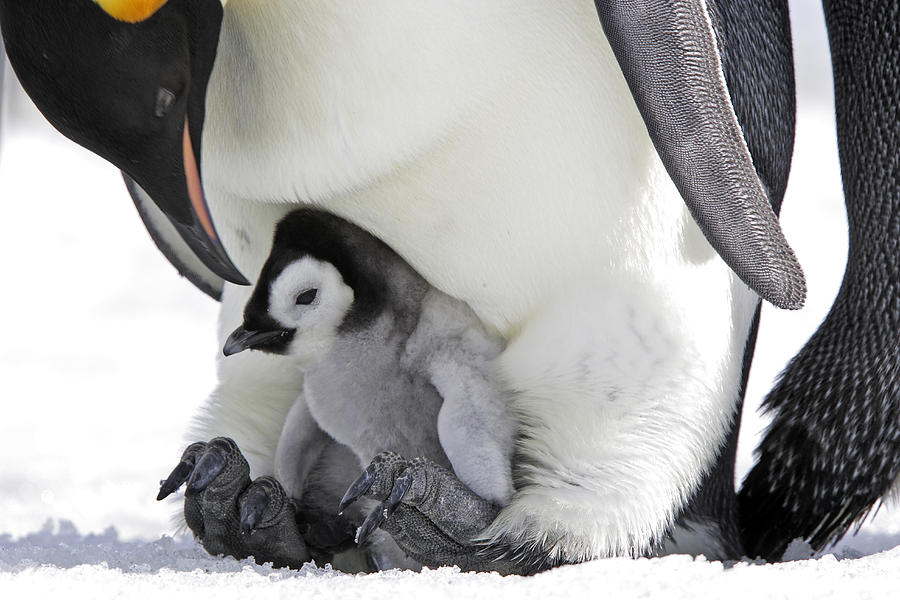  Emperor Penguin Photograph by Sylvain Cordier