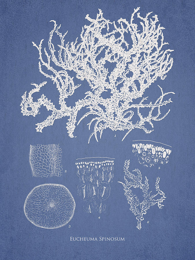 Nature Digital Art -  Eucheuma Spinosum by Aged Pixel