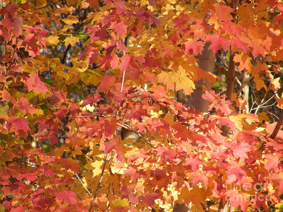 Fabulous Fall Photograph by Tom Branson | Fine Art America