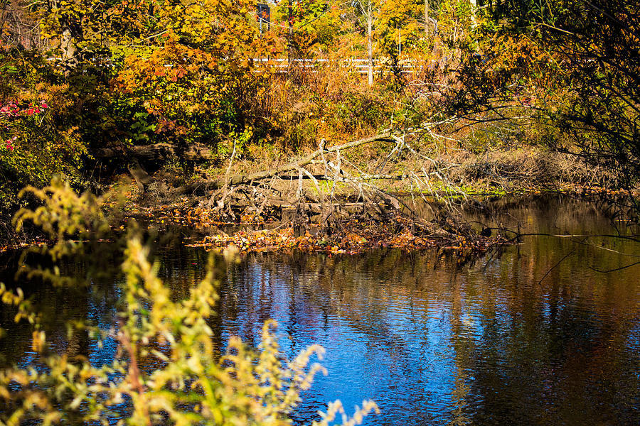  Fall Foliage at Nissequogue River Photograph by Susan Jensen