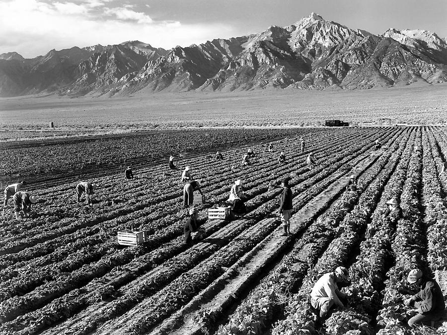  Farm Workers And Mount Williamson Digital Art by Ansel Adams