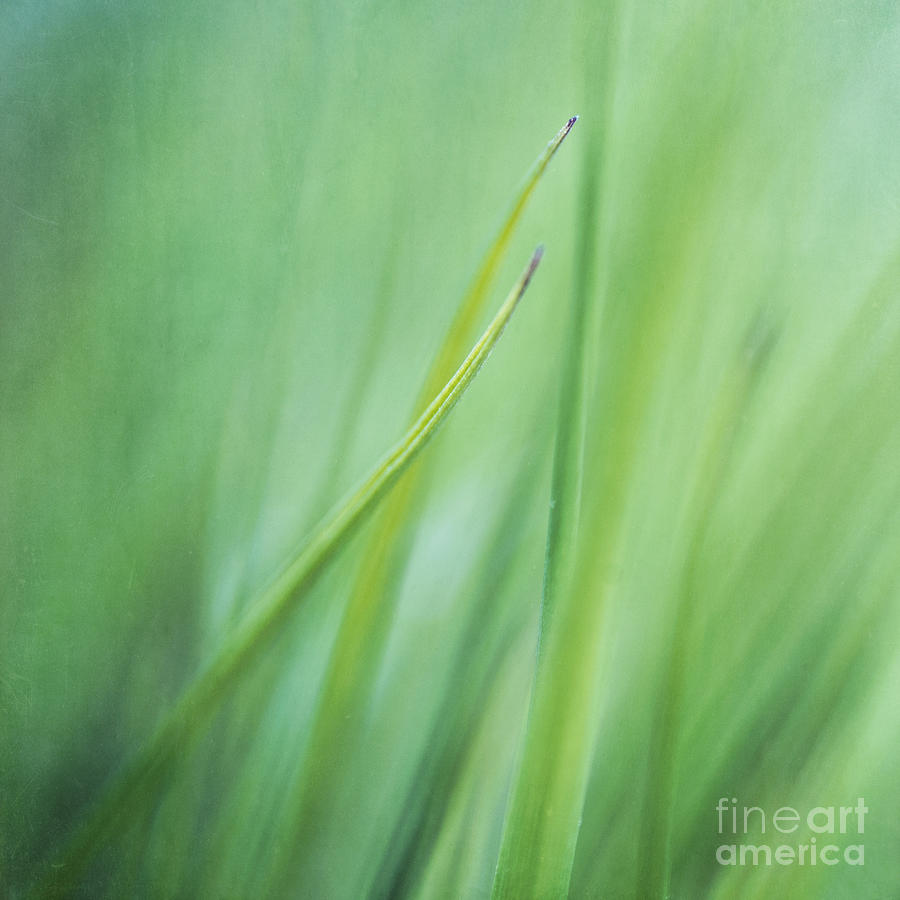 Nature Photograph -  Feathery  by Priska Wettstein