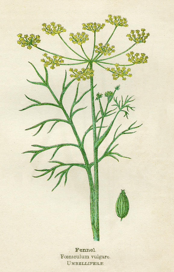 Fennel Date Early 20th Century Drawing by Mary Evans Picture Library ...