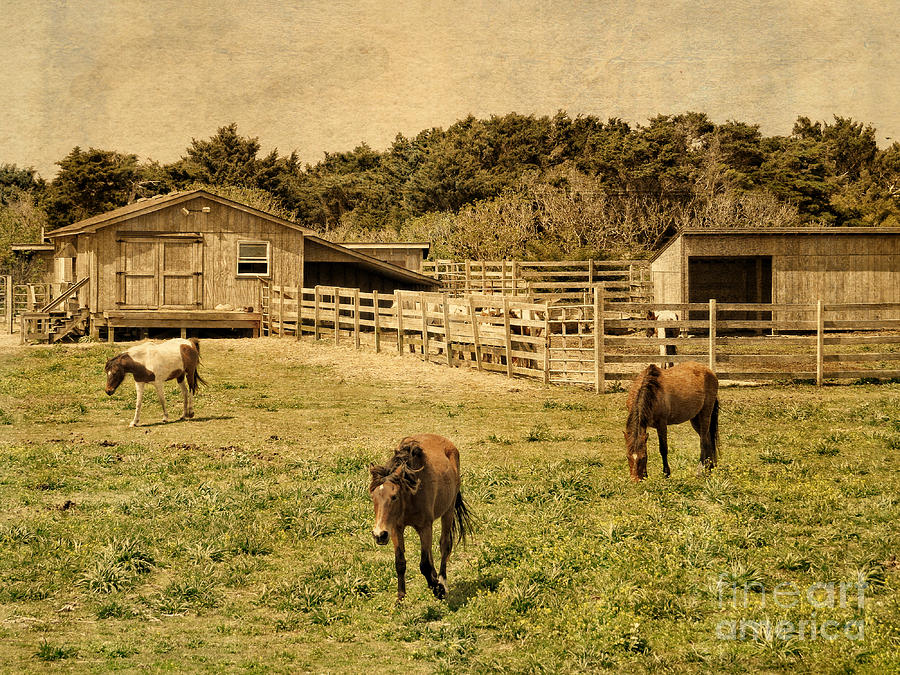  Feral Horses Of Ocracoke Photograph by Dawn Gari