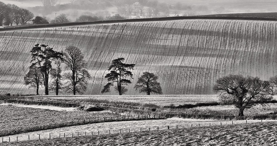 Tree Photograph -  Fields and trees by Pete Hemington