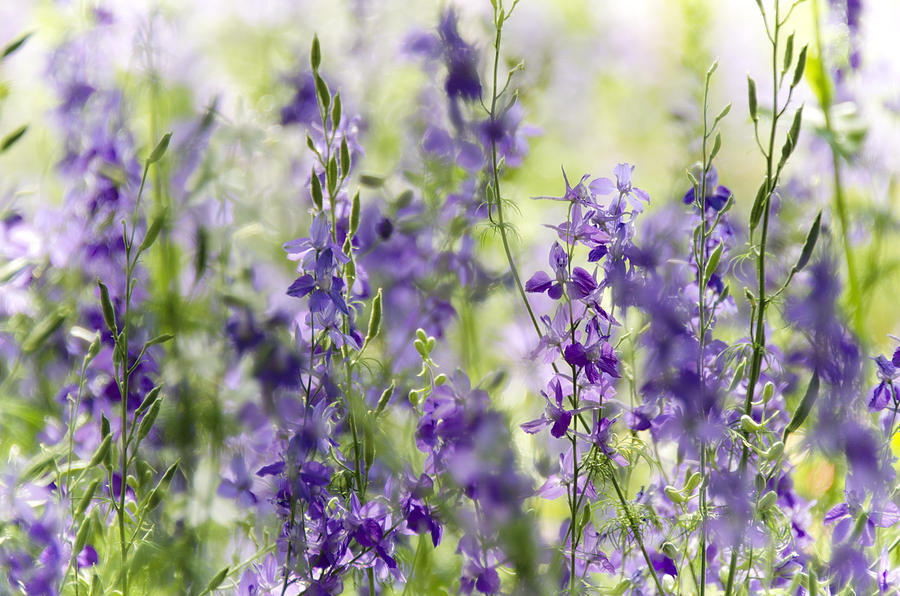  Fields of Lavender  Photograph by Saija Lehtonen