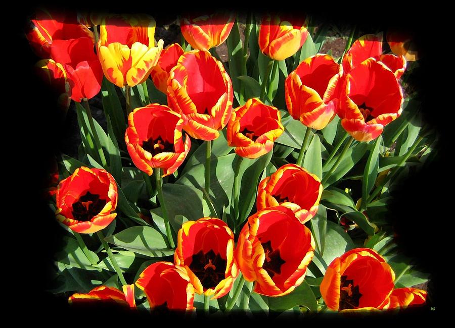  Flamboyant Tulips Digital Art by Will Borden