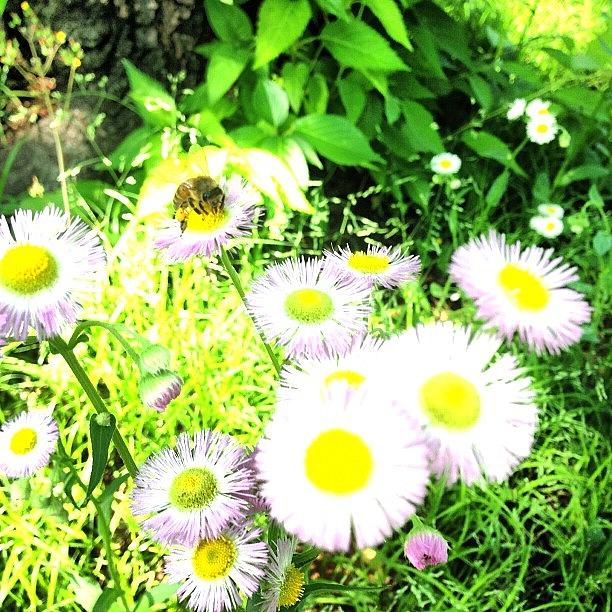 Flowers Still Life Photograph - 花とミツバチ #flower #bee by Tokyo Sanpopo