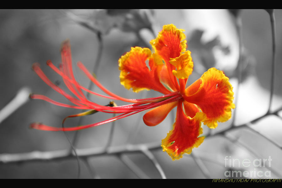 Nature Photograph -  Flower by Himanshu Yadav
