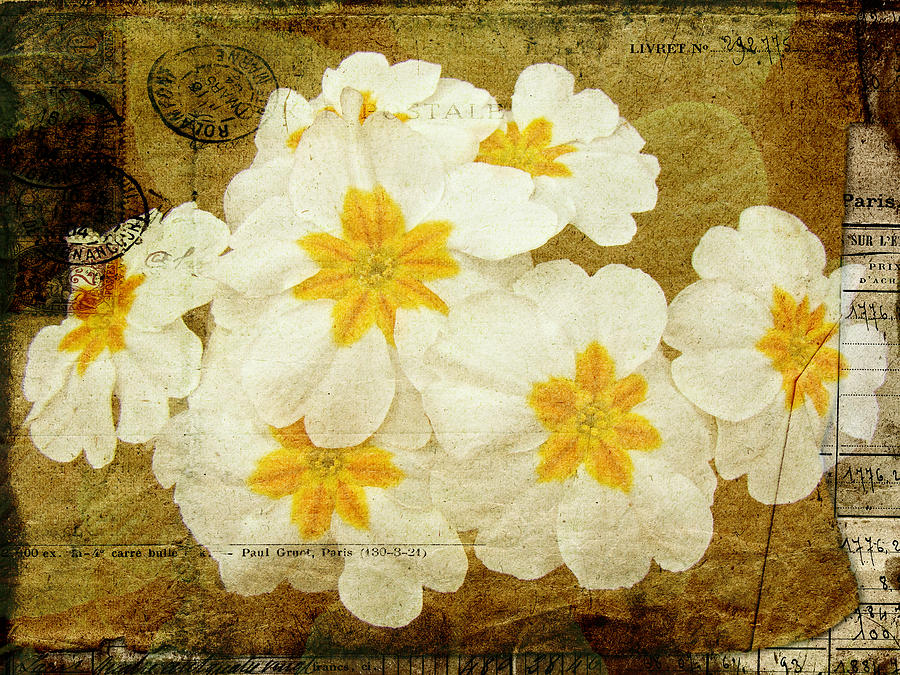 Nature Photograph -  Flowers by Letter - White Primroses by Carol Senske