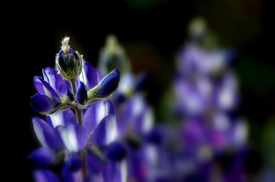 Flower Photograph -  focused Lupin by Eyal Alcalay