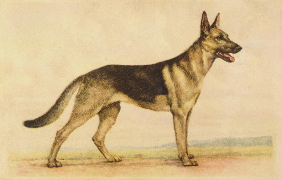 Formerly Known As The Alsatian Drawing by Mary Evans Picture Library