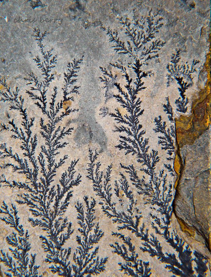  Fossil  Photograph by Chris Berry