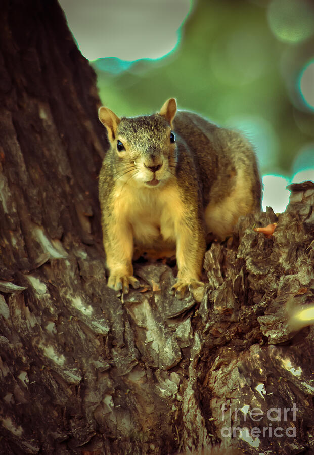  Fox Squirrel Photograph by Robert Bales