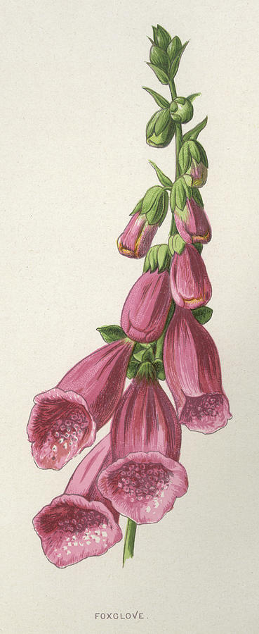 Foxglove Date 1894 Drawing by Mary Evans Picture Library - Fine Art America