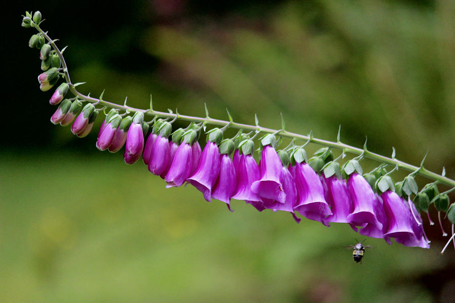 Flower Photograph -  Foxglove went horizontal by Kym Backland