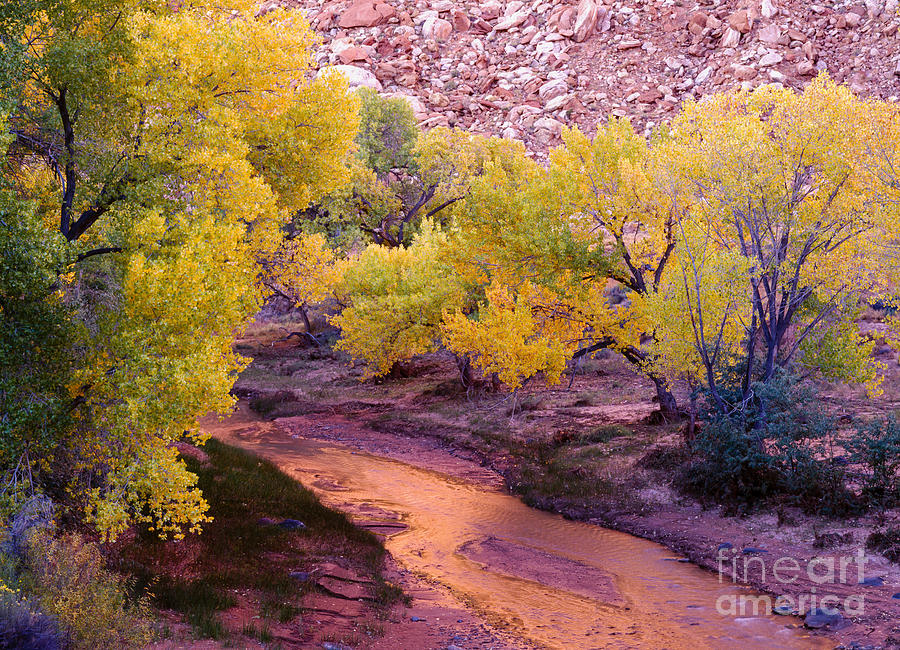 Capitol Reef National Park Photograph -  Fremont River Cottonwoods by Tracy Knauer