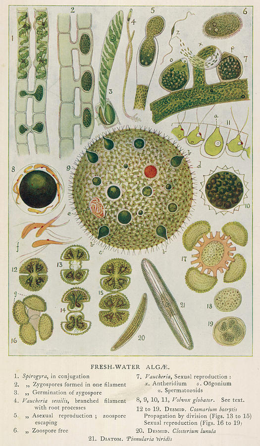Fresh-water Algae Various Species Drawing by Mary Evans Picture Library ...