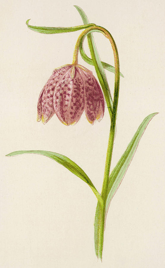 Fritillary Date 1891 Drawing by Mary Evans Picture Library - Fine Art ...